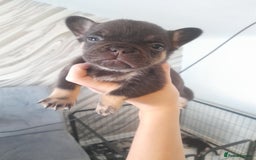 French Bulldog dogs for sale: Pedagree & KC registered French bulldog - Image 22