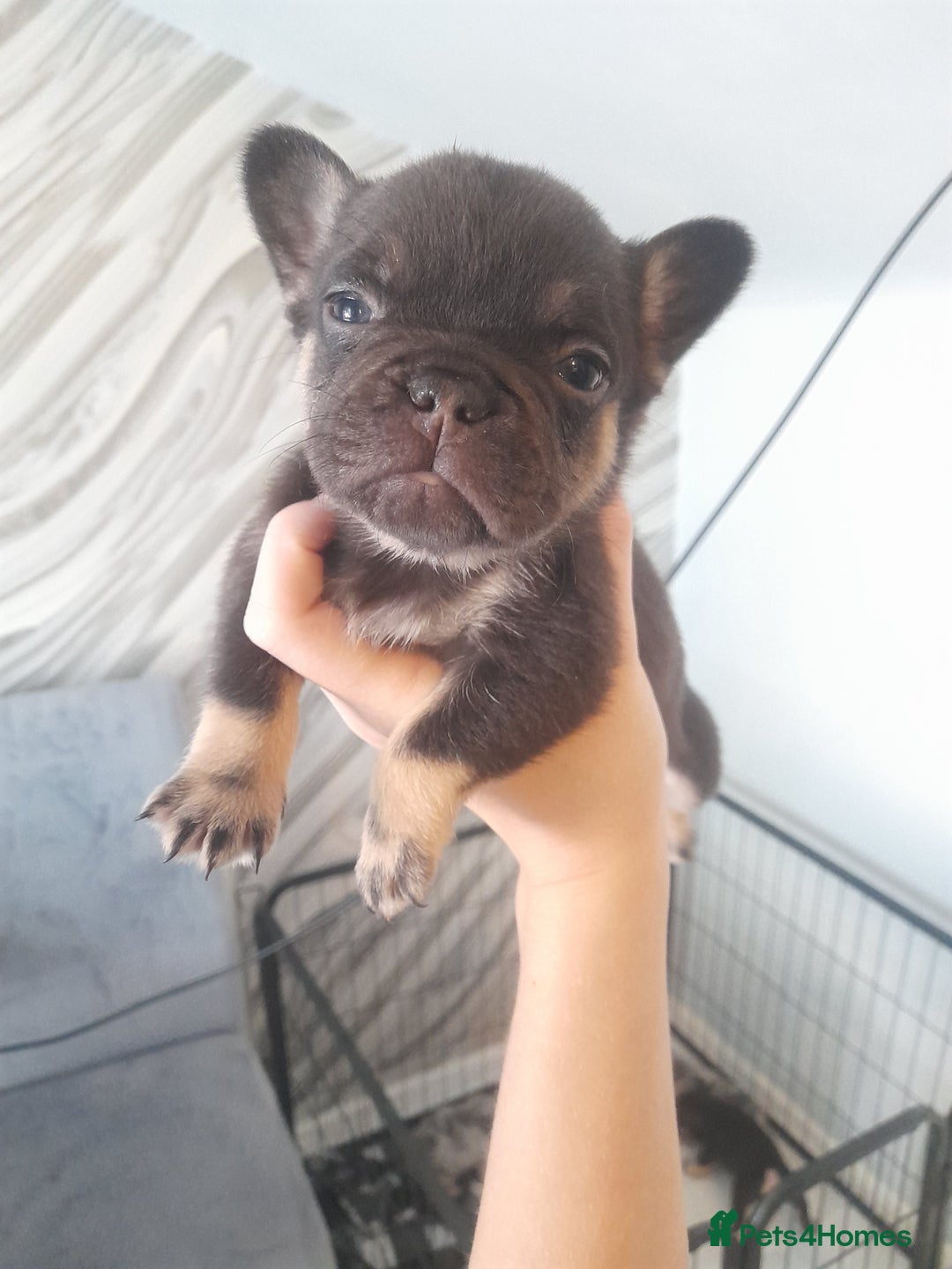 French Bulldog dogs for sale: Pedagree & KC registered French bulldog - Image 22