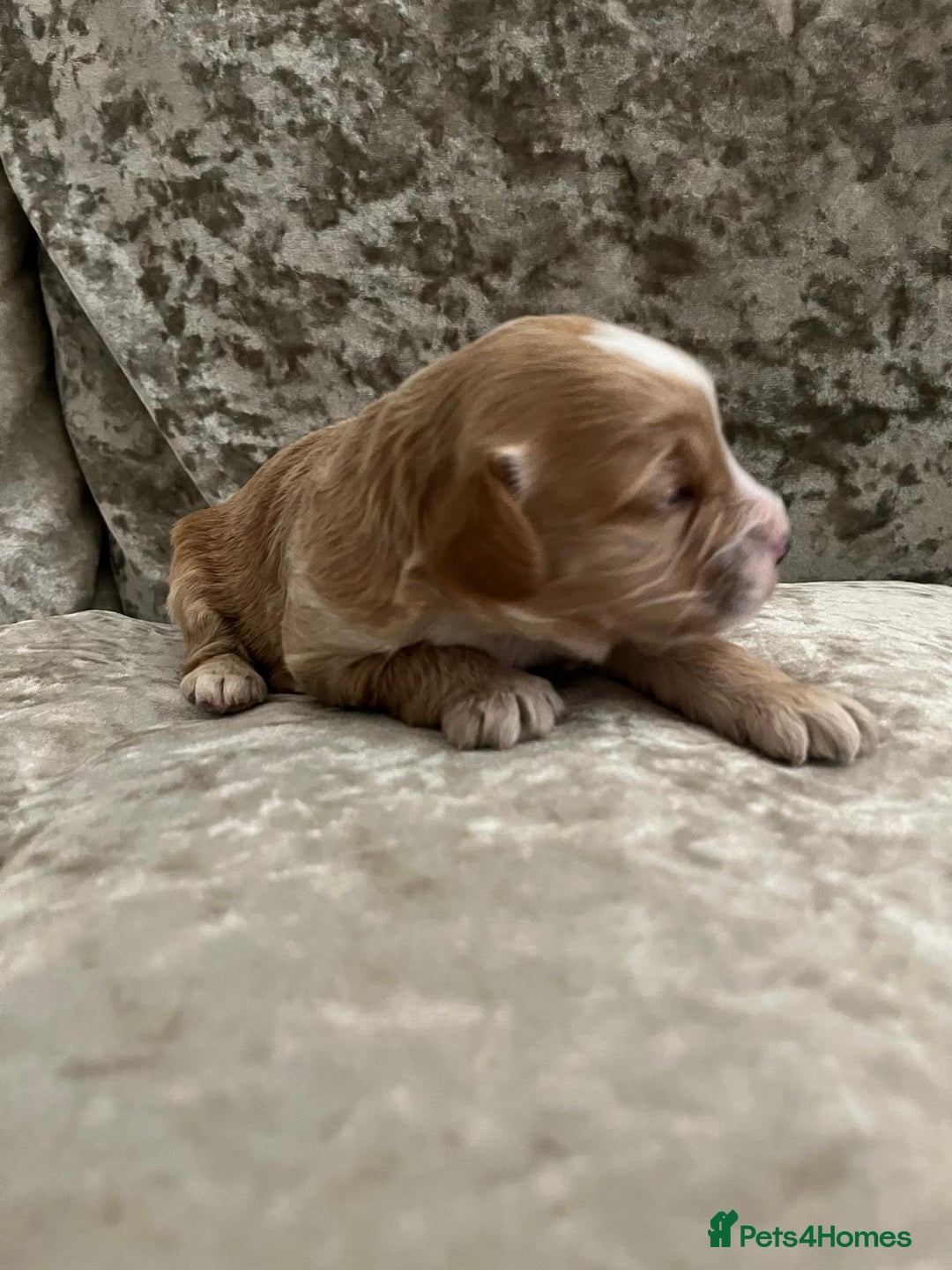 Cavapoo dogs for sale: F1 Cavapoo puppies - Advert 2