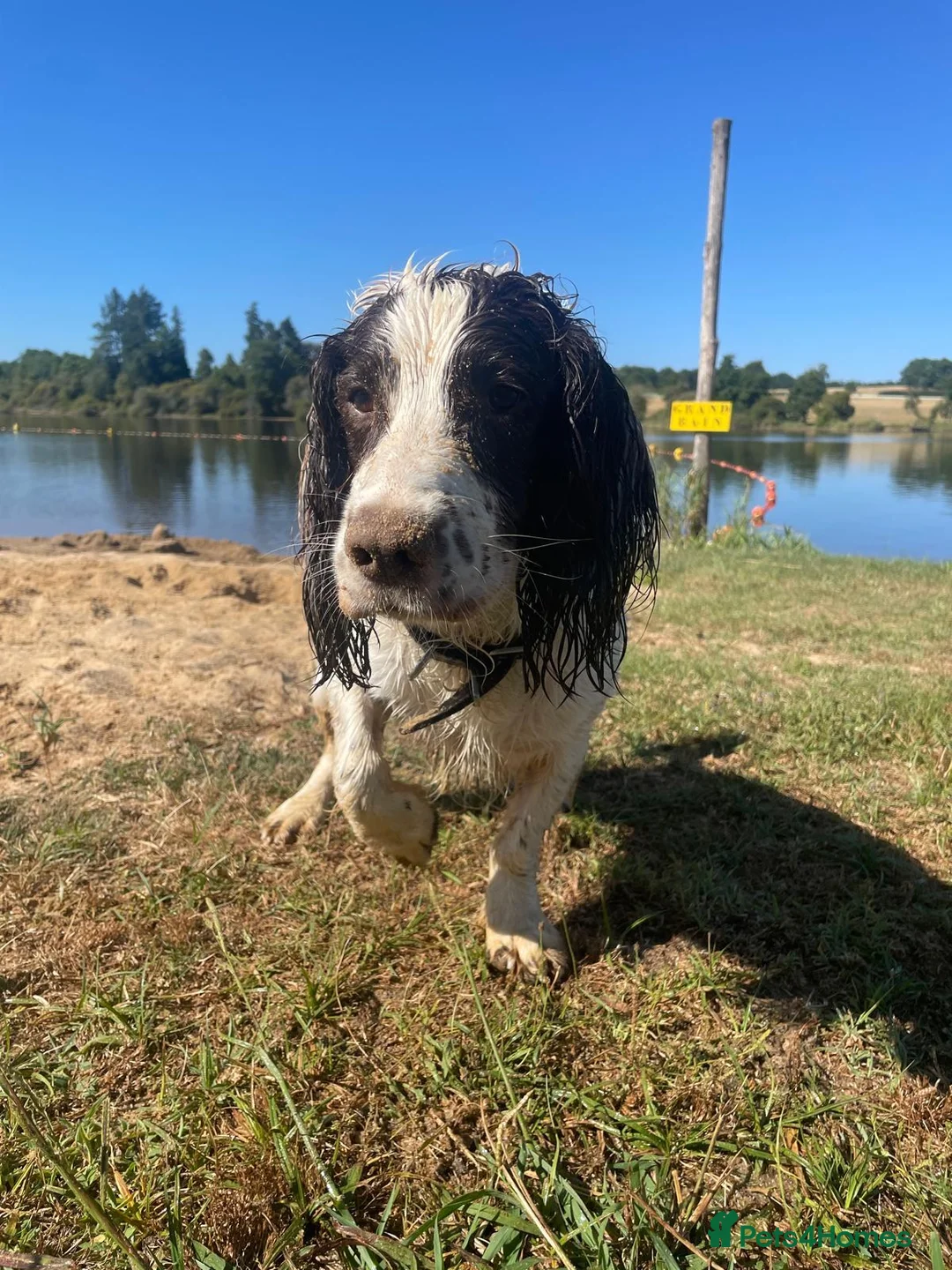 English Springer Spaniel dogs for sale: English Springer (male 5yrs) for rehomr - Advert 1
