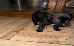 Mixed Breed dogs for sale: Boxador puppies for sale  - Image 8