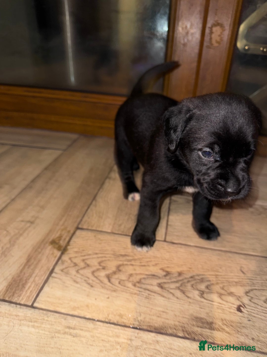 Mixed Breed dogs for sale: Boxador puppies for sale  - Image 8