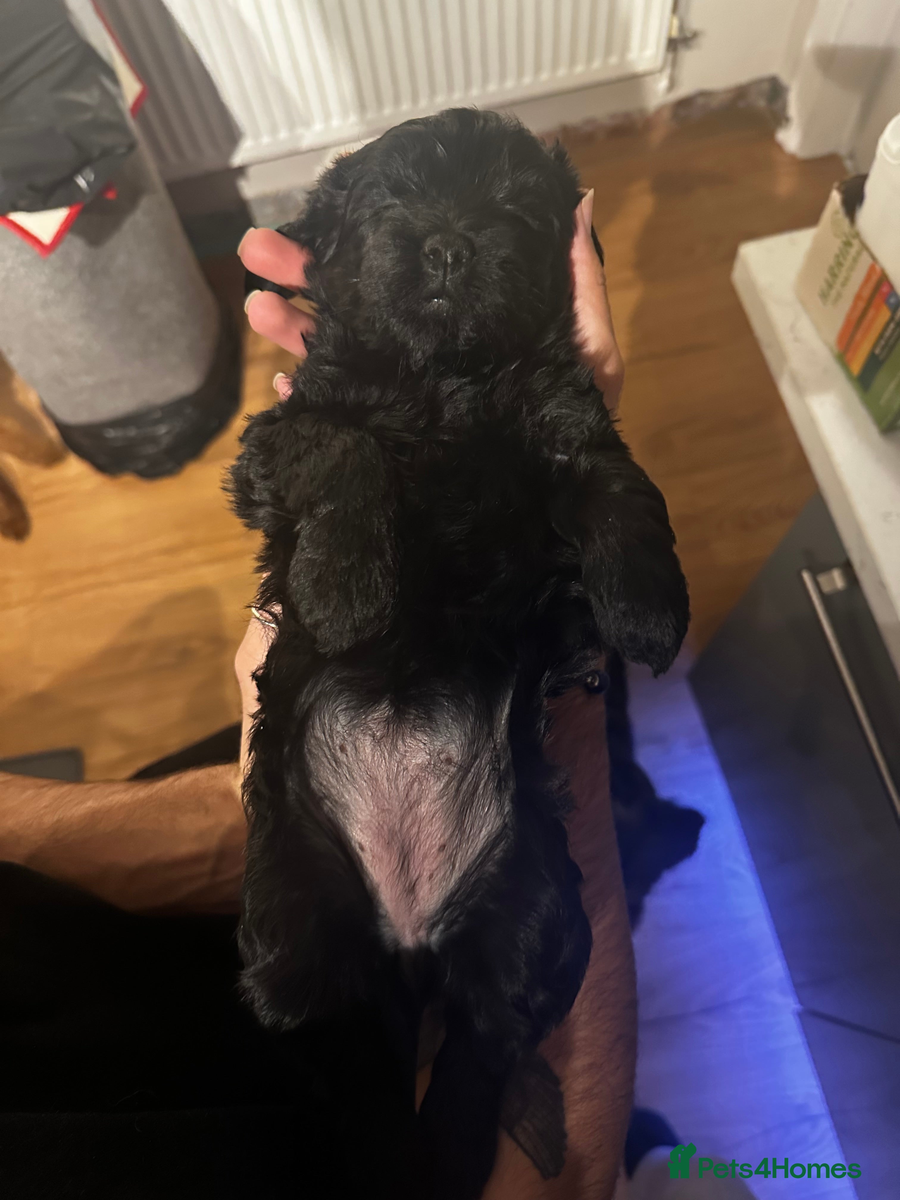 Cockapoo dogs F1B Cockapoo pups - Advert 12