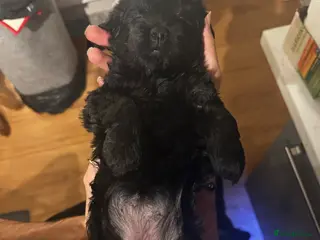 Cockapoo dogs F1B Cockapoo pups - Advert 5