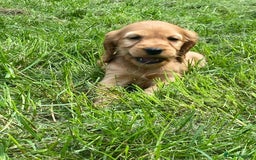 Cocker Spaniel dogs for sale: Show Type Cocker Spaniel Puppies - Advert 6