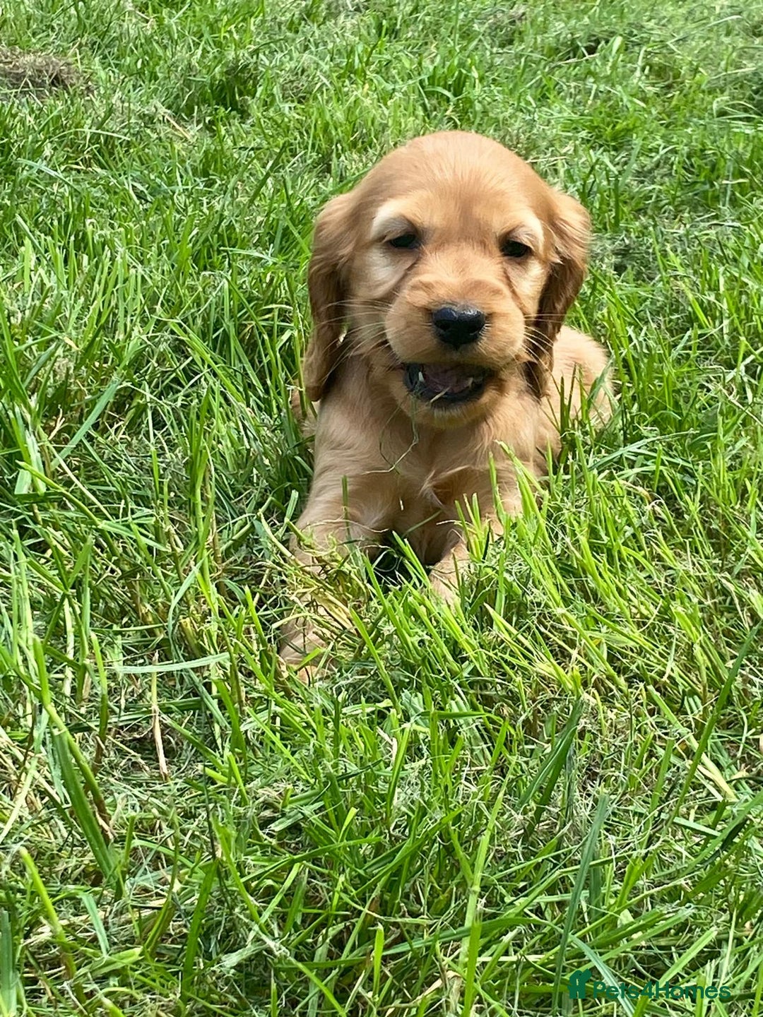 Cocker Spaniel dogs for sale: Show Type Cocker Spaniel Puppies - Advert 6