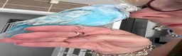 Budgerigars birds for sale: Rare Hand Reared Exhibition Budgie - Advert 5