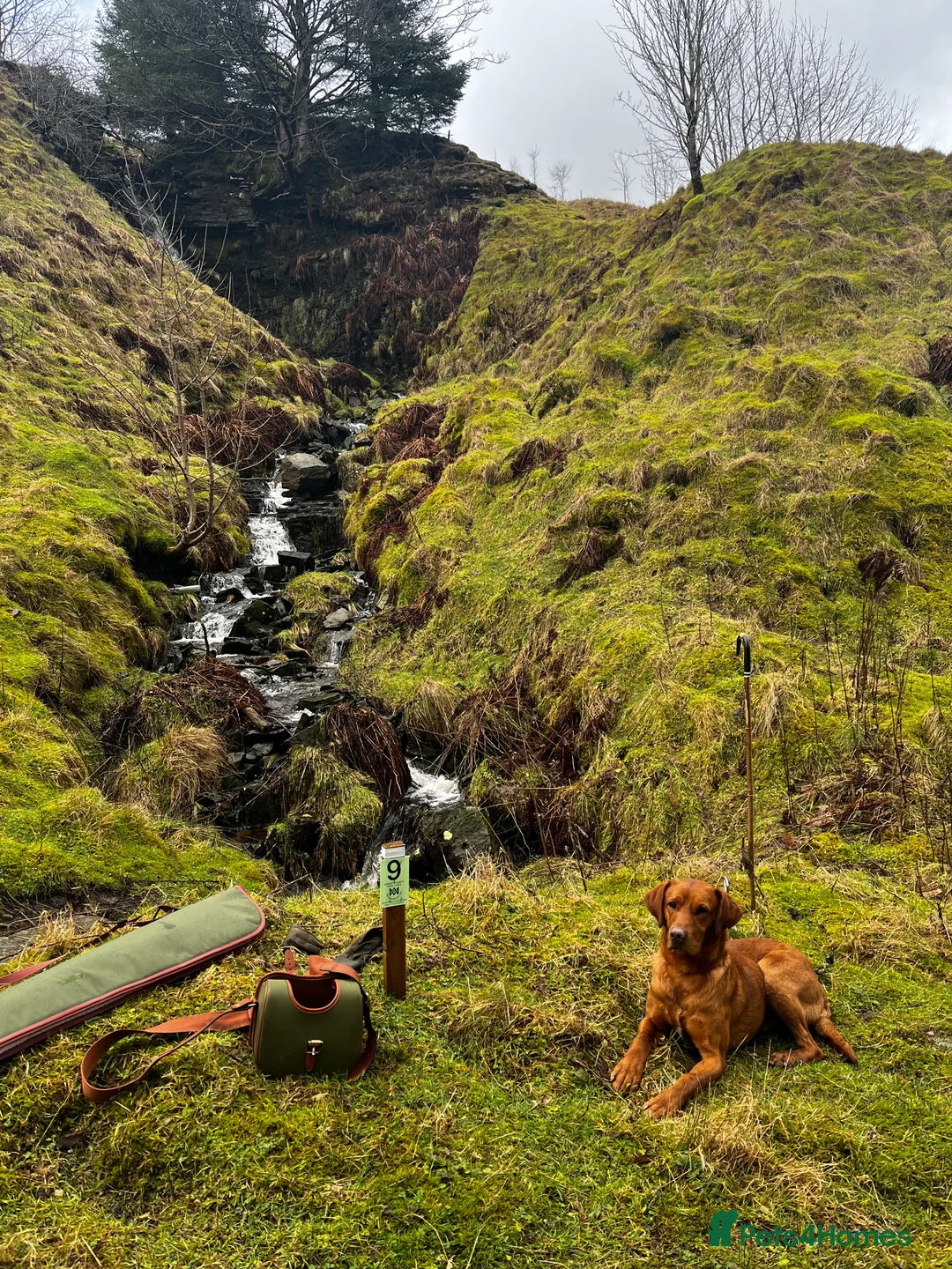 Labrador Retriever dogs for stud: 🔸DARK RED WORKING STUD KC & FULLY HEALTH TESTED🔸 in Hawes - Advert 24