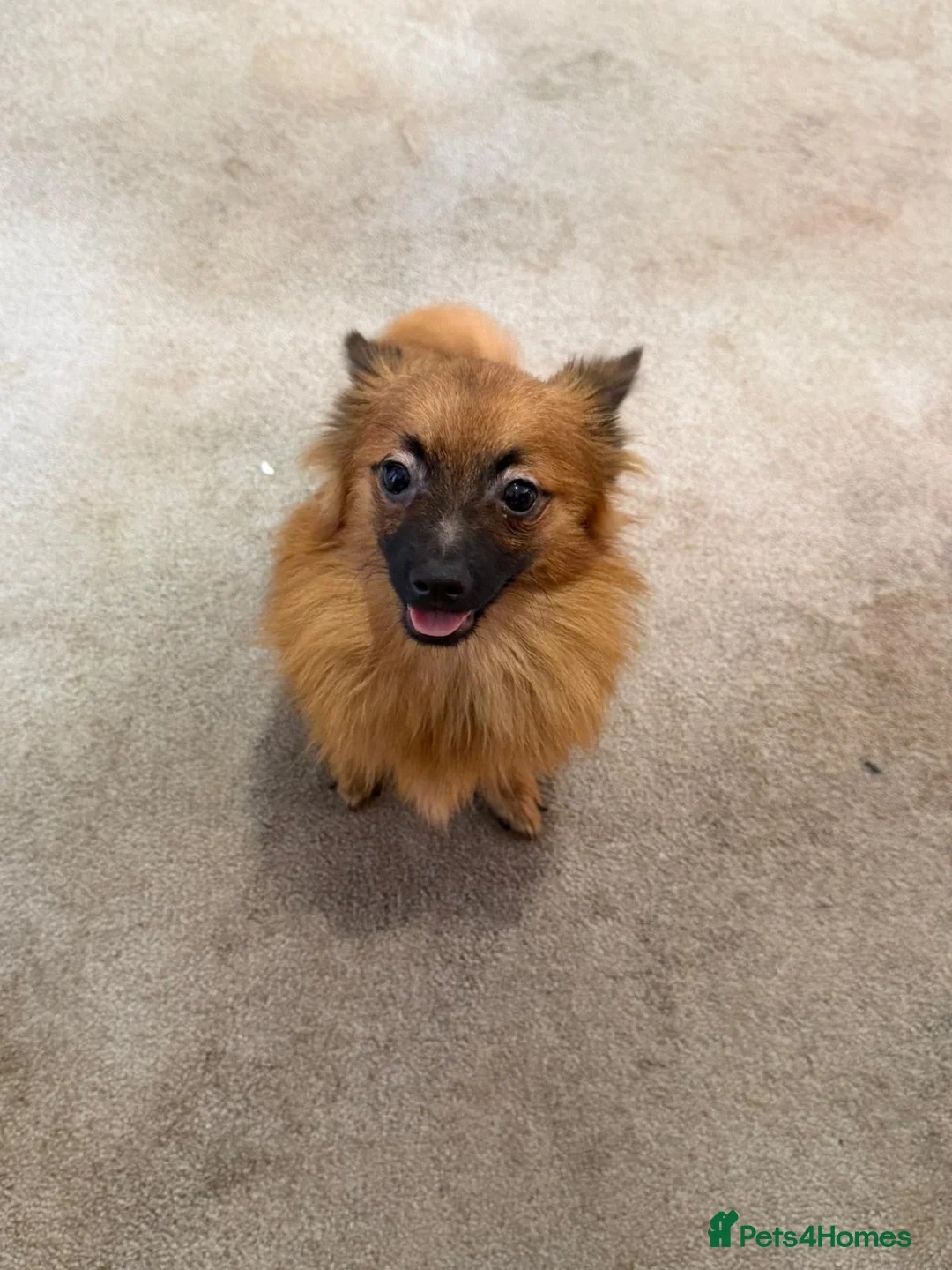 Pomeranian dogs for sale: Puppies  - Advert 1