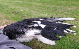 Bearded Collie dogs for sale: Working Bearded Collie pups. - Image 7