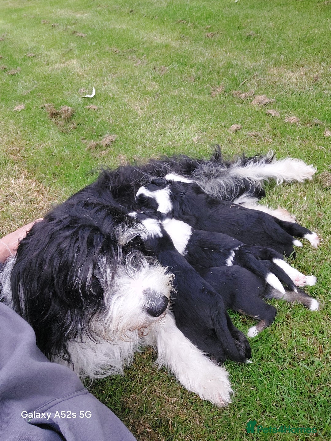Bearded Collie dogs for sale: Working Bearded Collie pups. - Image 7