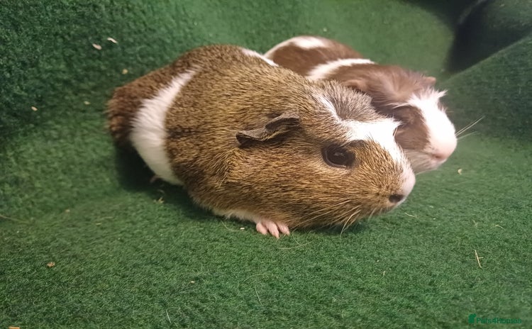 Guinea Pig rodents - Advert 9