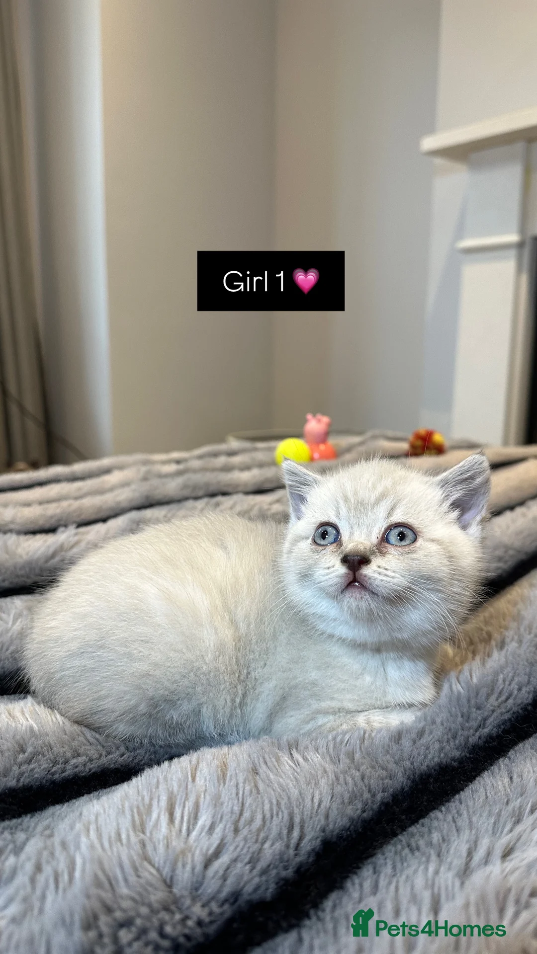 British Shorthair cats for sale: British Shorthair Kittens 🐈‍⬛ in London - Advert 2