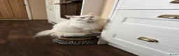 Maine Coon cats for sale: 🐾 Rehoming: Gorgeous Deaf White Maine Coon🐾 - Advert 3