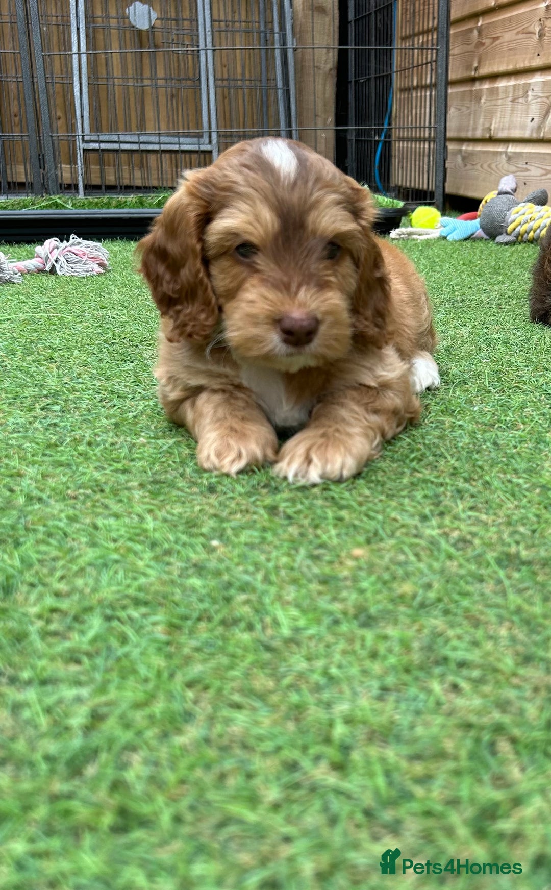 Toy Poodle dogs for stud: EXTENSIVELY HEALTH TESTED TOY POODLE STUD TYSON🌹 in Sheerness - Advert 30