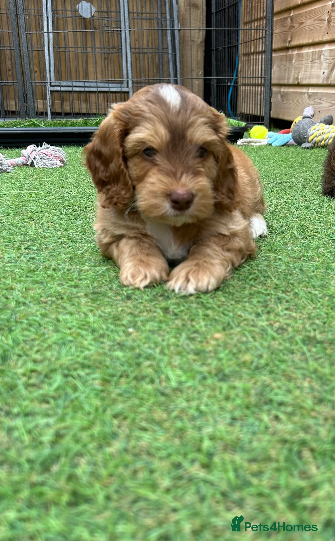 Toy Poodle dogs for stud: EXTENSIVELY HEALTH TESTED TOY POODLE STUD TYSON🌹 in Sheerness - Advert 30