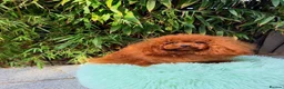 Toy Poodle dogs for stud: TINY ASIAN TEDDY POODLE STUD - Advert 6