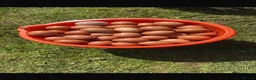 Chickens poultry for sale: 13 month laying hens - Advert 2