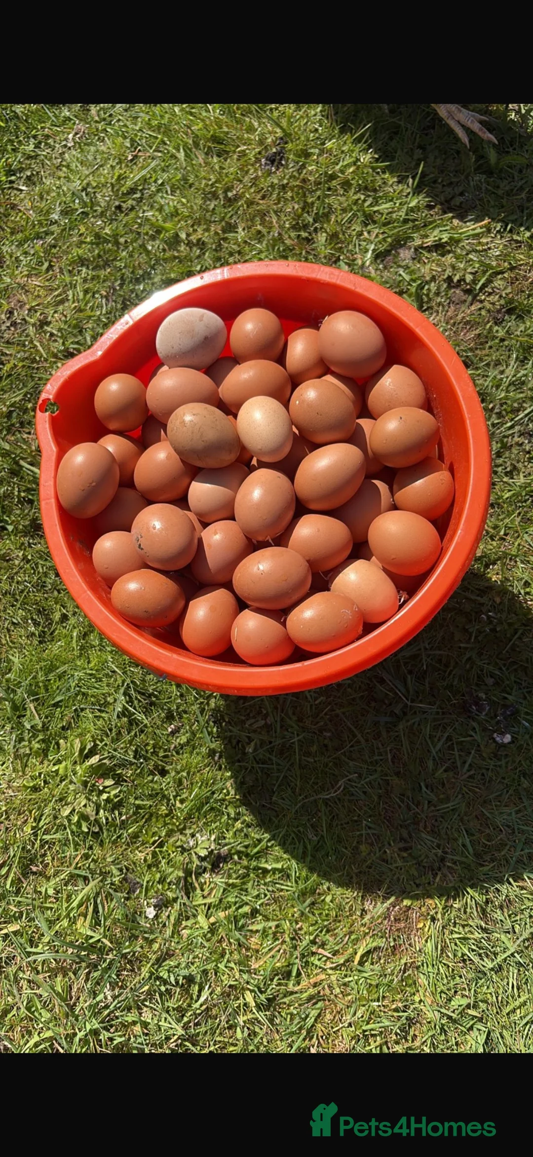 Chickens poultry for sale: 13 month laying hens - Advert 2