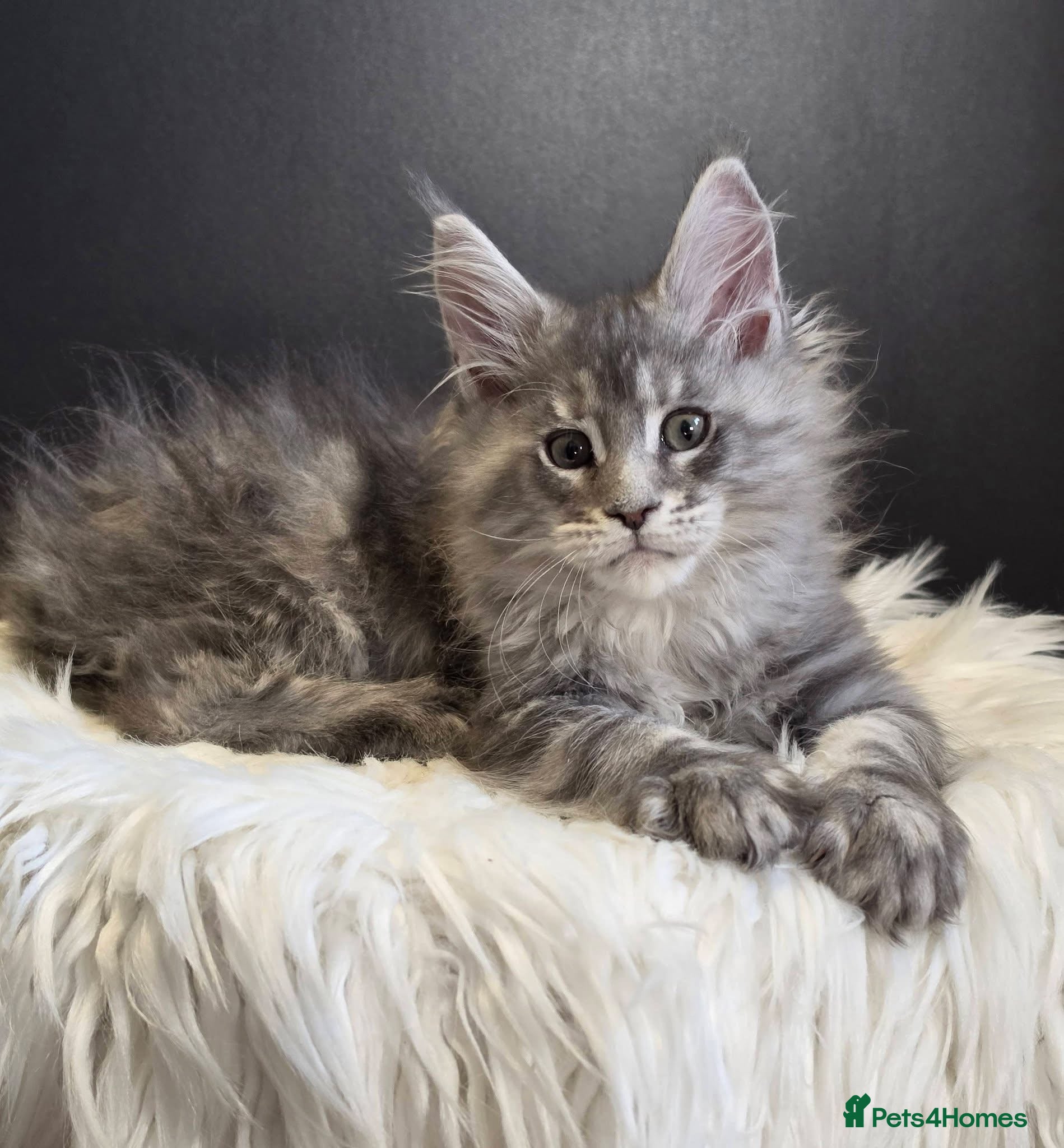 Maine Coon cats Outstanding kittens from Shaded line  - Advert 1