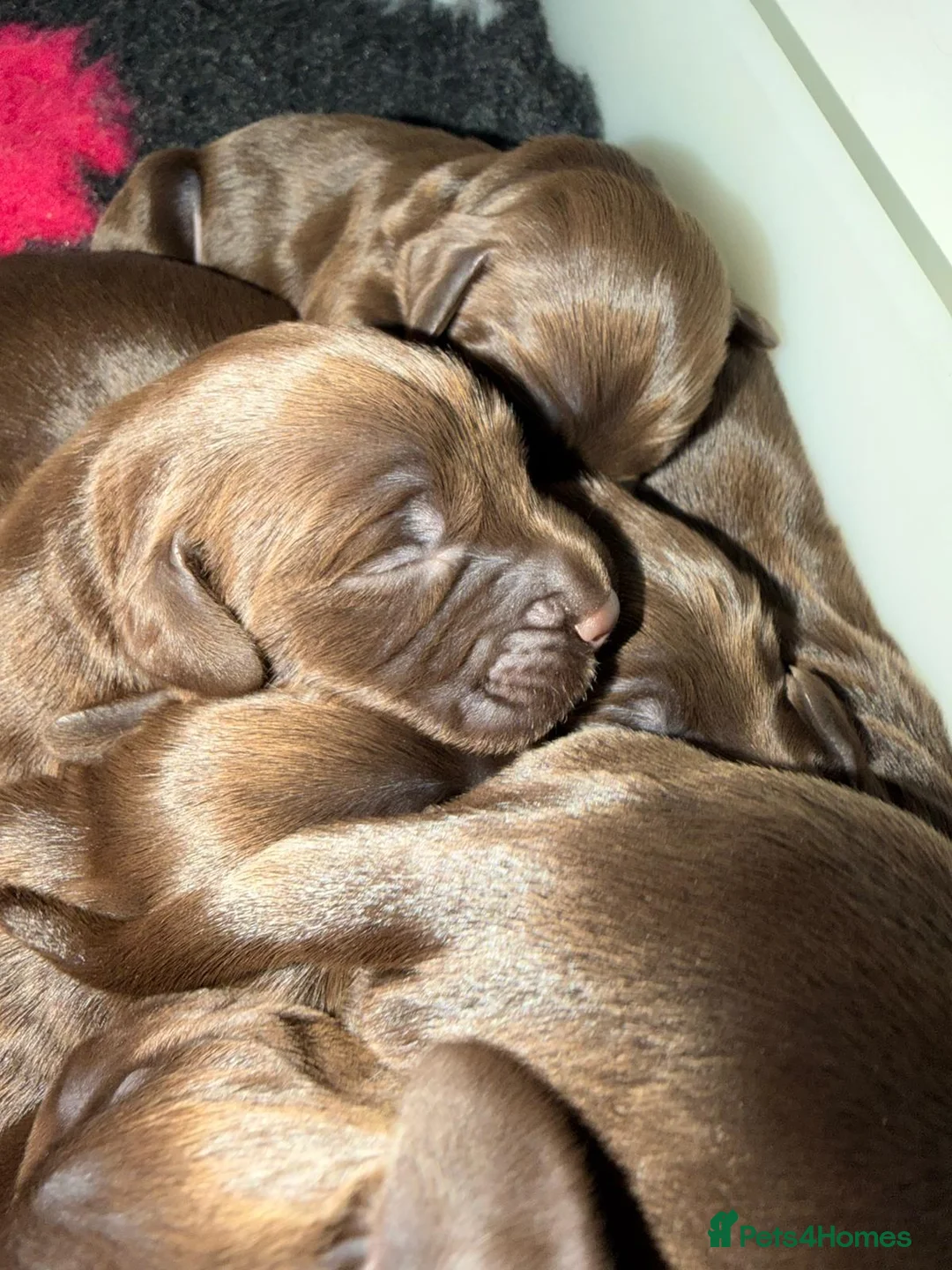 Sprocker dogs for sale: 5* F1 Sprocker Puppies - Advert 1