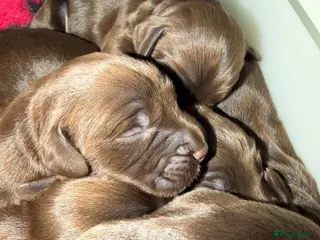 Sprocker dogs 5* F1 Sprocker Puppies - Advert 4