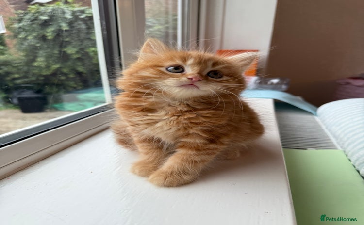 Persian cats - Advert 2