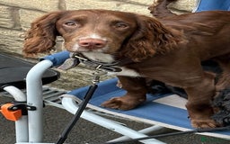Cocker Spaniel dogs for stud: Cocker spaniel stud in Glossop - Image 8