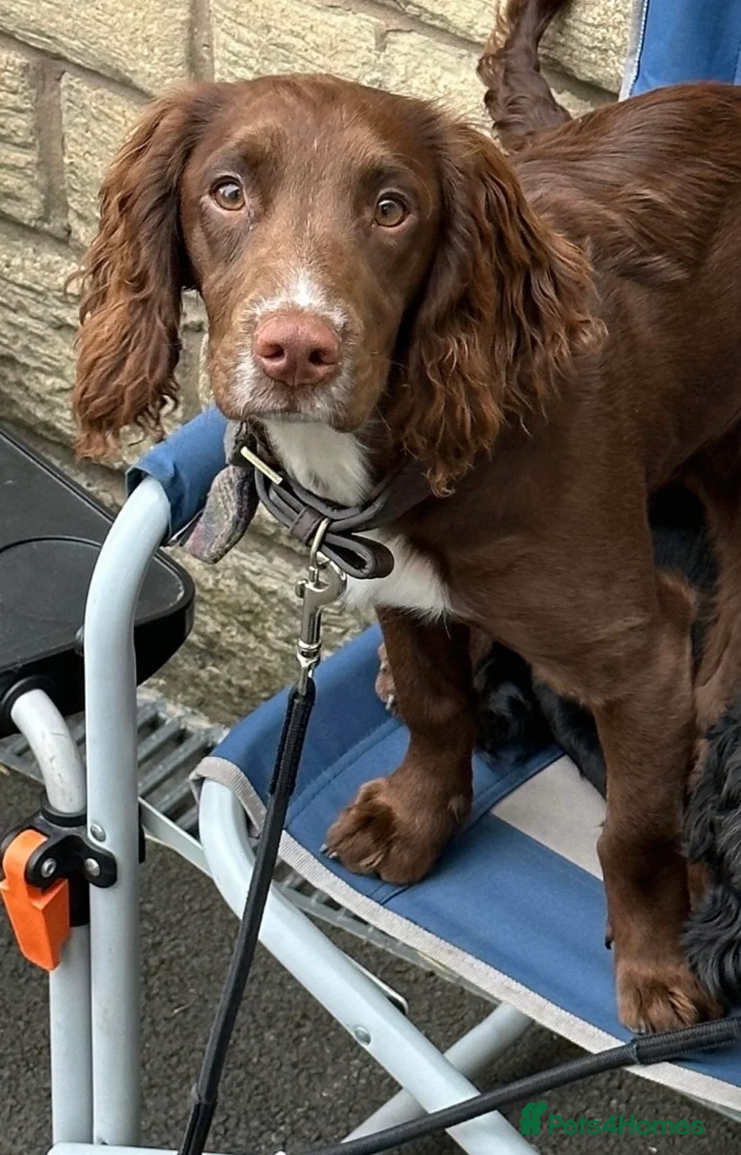 Cocker Spaniel dogs for stud: Cocker spaniel stud in Glossop - Advert 8