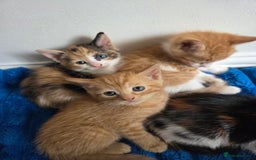 American Shorthair cats for sale: Gorgeous 8 Week Old Kittens - Image 3