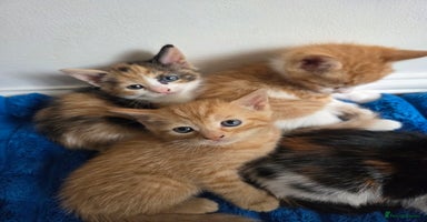 American Shorthair cats - Advert 8