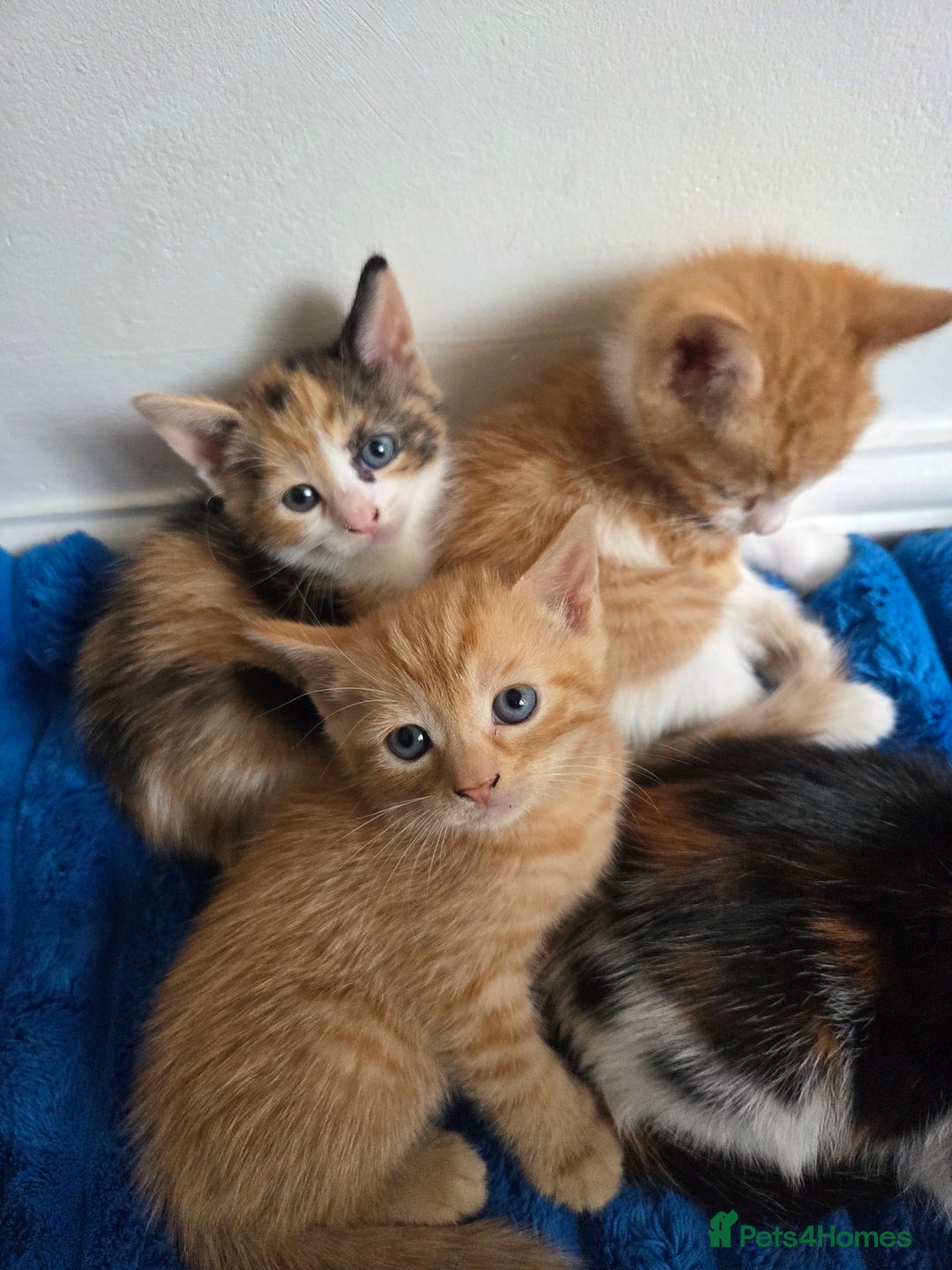 American Shorthair cats for sale: Gorgeous 8 Week Old Kittens - Image 3