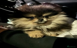 Pomeranian dogs for sale: Black and tan Pomeranian  - Image 3