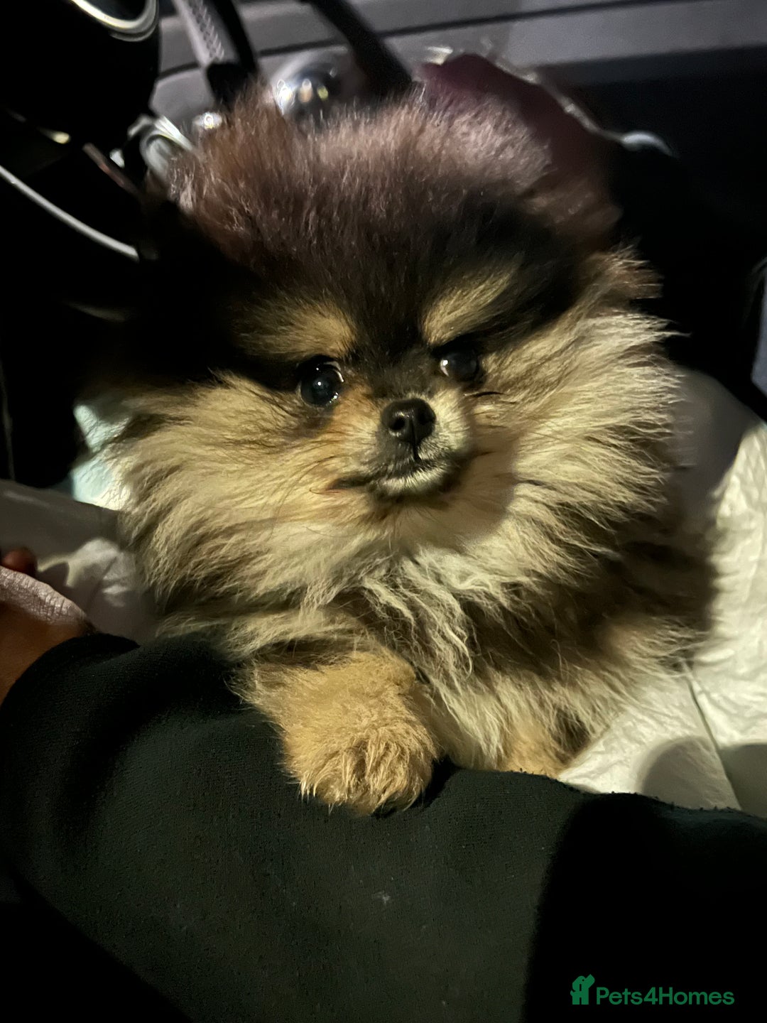 Pomeranian dogs for sale: Black and tan Pomeranian  - Image 3