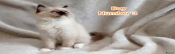 Ragdoll cats for sale: Beautiful Ragdoll Kittens Looking for Loving Homes - Advert 8