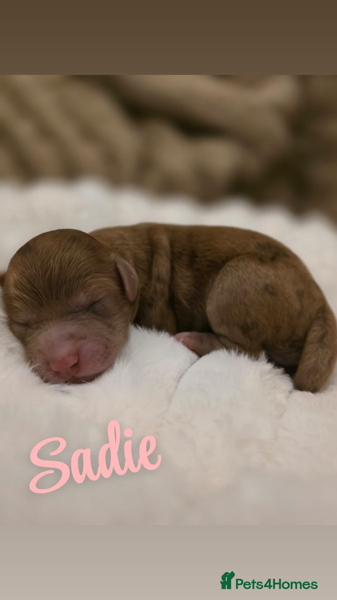 Cockapoo dogs for sale: 🤍 Beautiful F3 Multigen Cockapoo Puppies🤍 - Advert 3