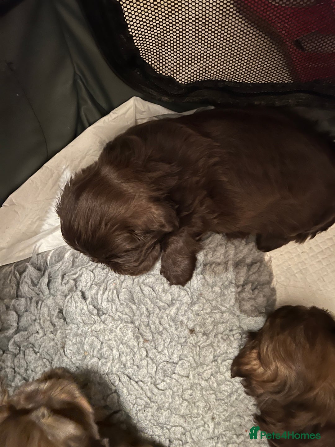 Shih Tzu dogs for sale: Adorable Shih Tzu puppies  - Image 27