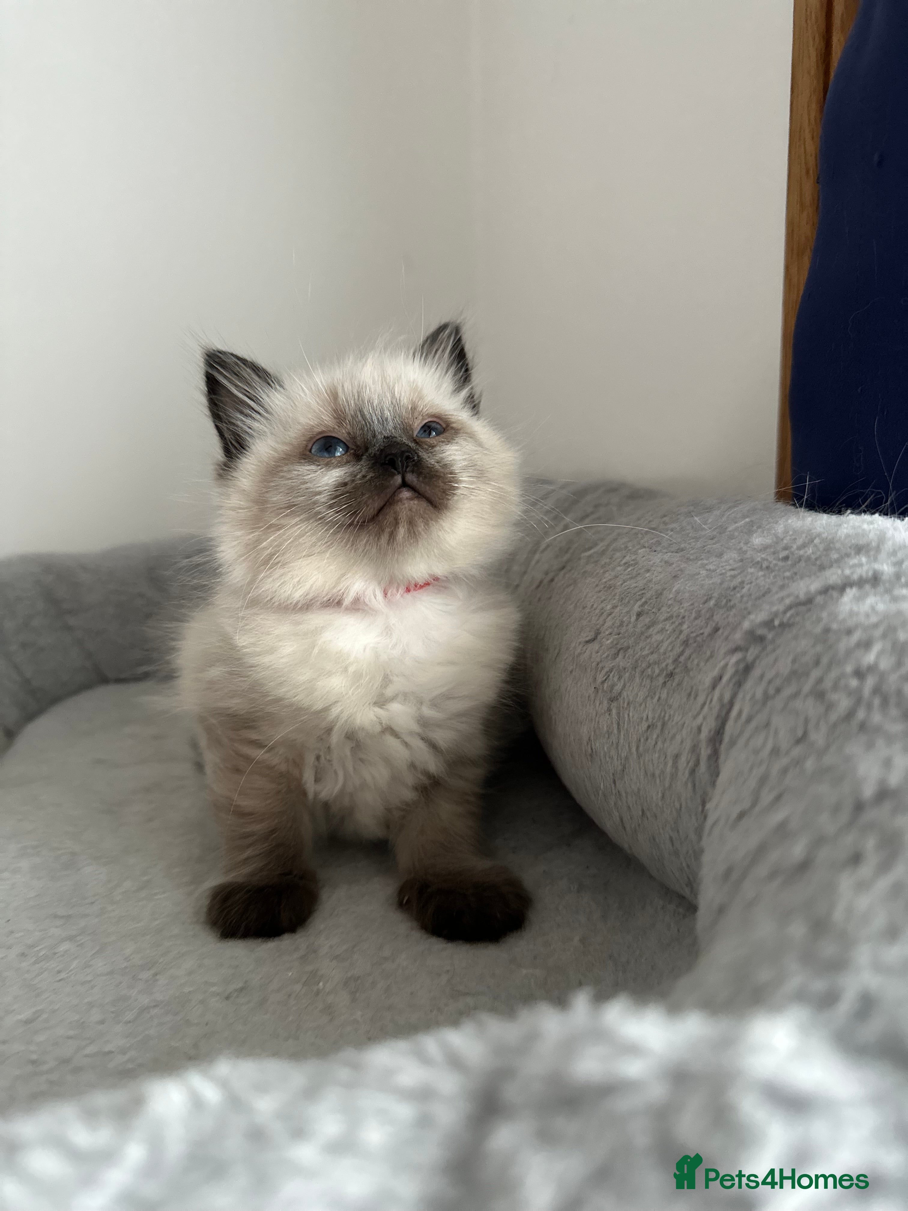 Ragdoll cats Gorgeous ragdoll kittens- only one left!  - Advert 4