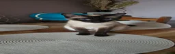 Siamese cats for sale: Stunning Siamese Kittens  - Advert 7