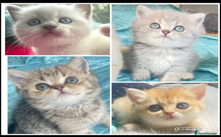 British Shorthair cats - Advert 4