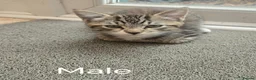 Mixed Breed cats for sale: Mixed breed Tabby kittens - Advert 3
