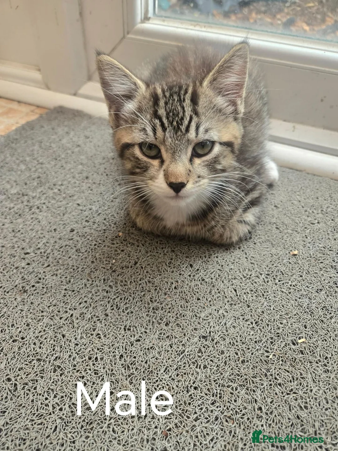Mixed Breed cats for sale: Mixed breed Tabby kittens - Advert 3