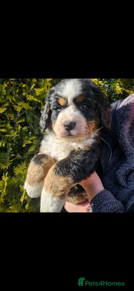 Bernese Mountain Dog dogs Stunning Bernese mountain girl  - Advert 4