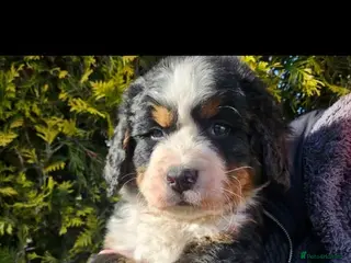 Bernese Mountain Dog dogs Stunning Bernese mountain girl - Advert 1