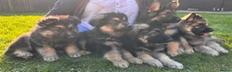 German Shepherd dogs for sale: 5 boy German shepherd puppies  - Advert 23