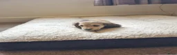 Miniature Dachshund dogs for sale: Gorgeous Long Haired Cream Miniature Dachshunds - Advert 7