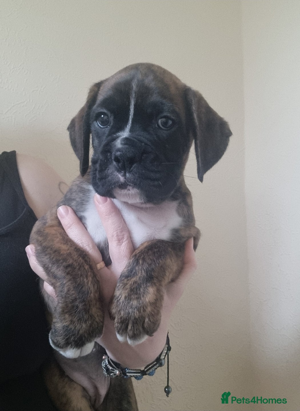 Boxer dogs Boxer puppy - Advert 6