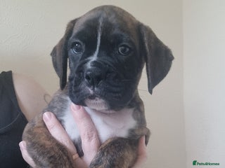 Boxer dogs Boxer puppy - Advert 6