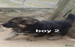 German Shepherd dogs for sale: Wow.Beautiful Homebred German Shepherd Puppies - Image 8
