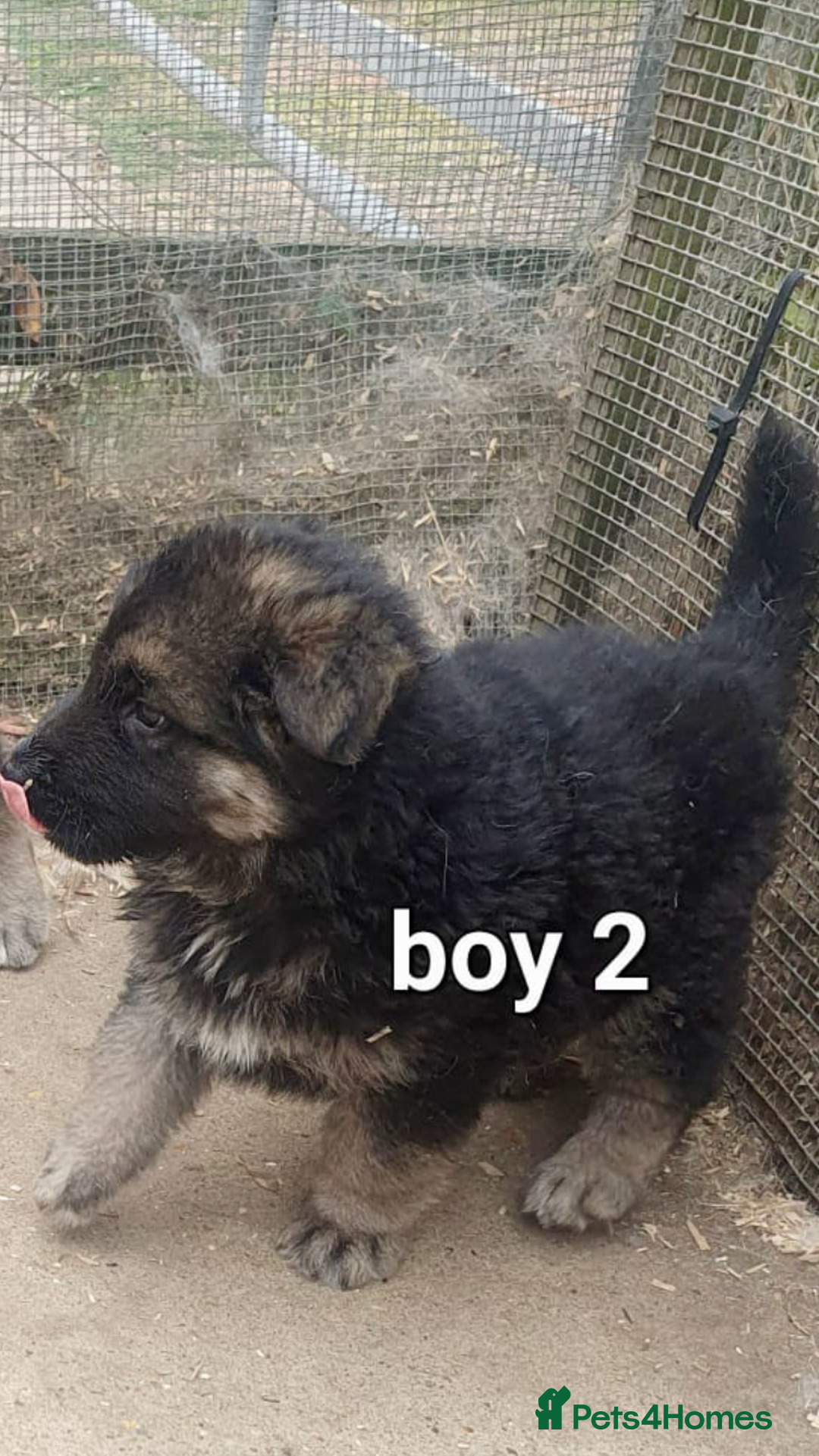 German Shepherd dogs for sale: Wow.Beautiful Homebred German Shepherd Puppies - Image 8